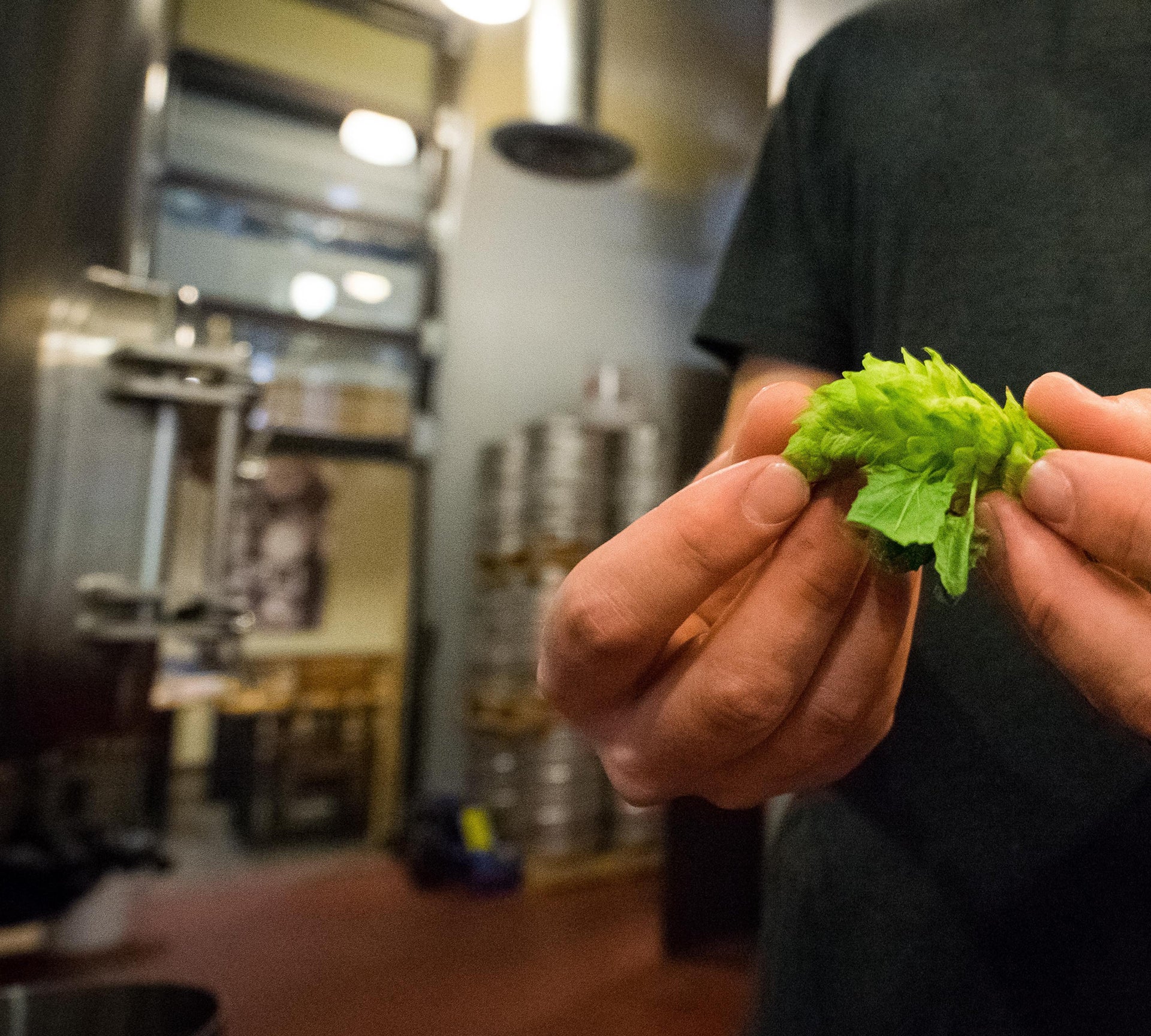 Mastering the Art of Hops